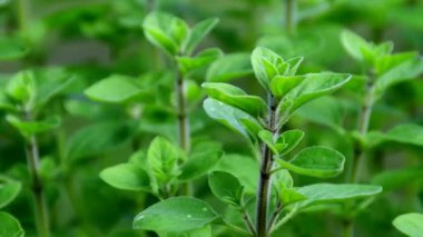Majoram, baharda bir bahçede yakın planda taze yeşil bitki.