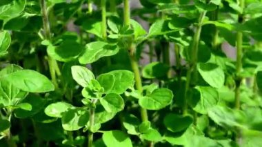  Majoram, baharda bir bahçede yakın planda taze yeşil bitki.