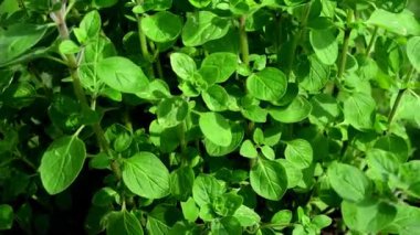 Majoram, baharda bir bahçede yakın planda taze yeşil bitki.