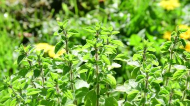 Majoram, fresh green herb in a closeup