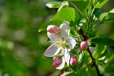 İlkbaharda Almanya 'da elma çiçeği, yakın plan.