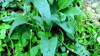 Comfrey, ilkbaharda çiçekli şifalı bitki, kamera çiçeğe doğru eğiliyor.