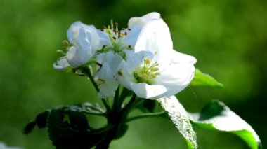 İlkbaharda Almanya 'da elma ağacı çiçek açar, arka planda çiçekler.