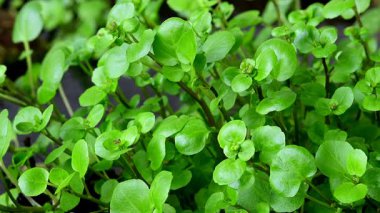 Su teresi, taze yenebilir bitki ve ilkbaharda yakın planda tıbbi bitki.