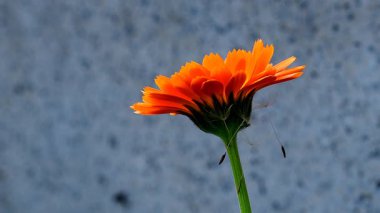 Bilindik kadife çiçeği ve gri, bulanık ve boş arkaplanı olan tıbbi bitki.