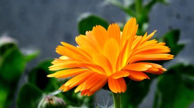 Kadife çiçeği ve yeşili olan tıbbi bitki bulanık ve boş arkaplan.