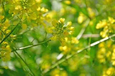 Almanya 'da baharda çiçekli tarla hardalı