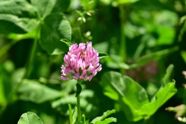 Kırmızı yonca, çiçekli şifalı bitki