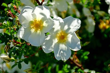 Almanya 'da ilkbaharda bir gülün kalçası.