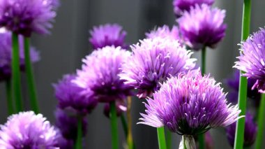 Frenk soğanı, baharda çiçekli otlar Almanya 'da bir bahçede