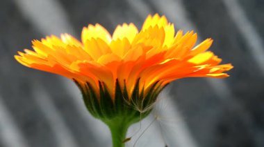 Kadife çiçeği ve yeşili olan tıbbi bitki bulanık ve boş arkaplan.