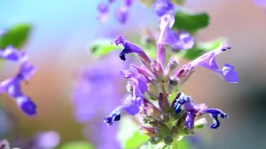 Catnip, medicinal herb with flower