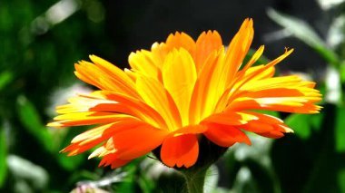 Kadife çiçeği ve yeşili olan tıbbi bitki bulanık ve boş arkaplan.