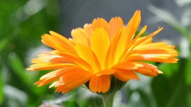 Kadife çiçeği ve yeşili olan tıbbi bitki bulanık ve boş arkaplan.