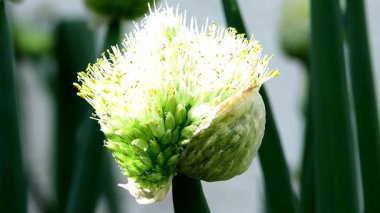 Frenk soğanı, baharda çiçekli bitki, makro manzara.