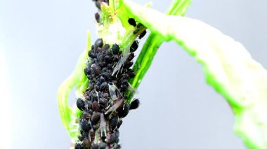 Yaprağın üzerindeki siyah bit. 