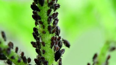 Yaprağın üzerindeki siyah bit. 