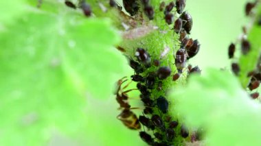 Karınca, makrodaki bir bitkinin üstünde siyah bir bit sağar. 