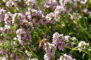 Baharın başında yakın planda çiçeklerle kekik.