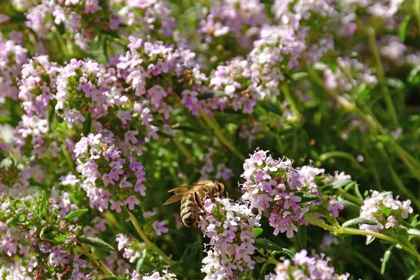 Baharın başında yakın planda çiçeklerle kekik.