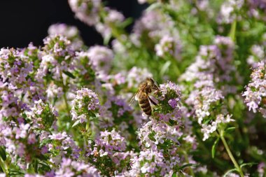 Baharın başında, çiçekli kekik. Arıyla birlikte.