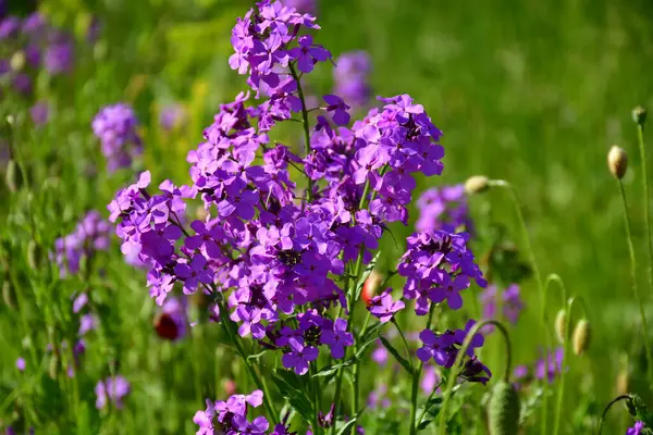 Hesperis matronalis, yeşil bir çayırda mor maske