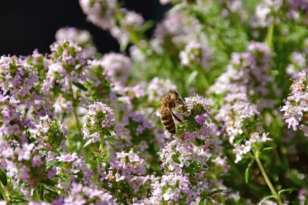 Baharın başında, çiçekli kekik. Arıyla birlikte.