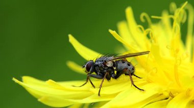Sarı bir çiçekte uç, makro manzara