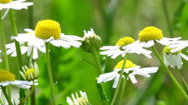 Papatya çayı, şifalı bitki, Almanya 'da baharda bir çayırda çiçekler.