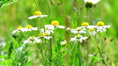 Papatya çayı, şifalı bitki, Almanya 'da baharda bir çayırda çiçekler.
