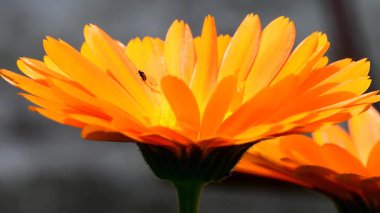 Marigold, gri arkaplanlı makro manzaralı bir çiçek.