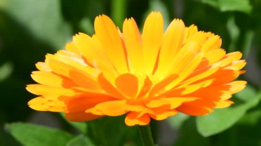 Baharda kadife çiçeği Bahçede, makro manzaralı