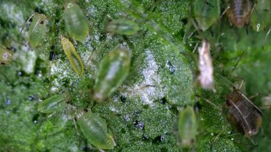 Muşamba yapraklı yeşiller, mikroskobik görünüm