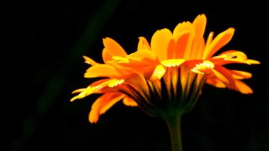 Arka ışıklandırmada yakın plan Calendula çiçeği