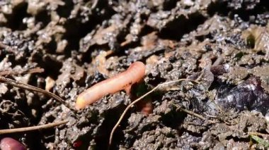 Avrupa 'nın yaygın solucanı bir toprak deliğinde kayboluyor.