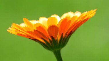 Kadife çiçeği ve yeşili olan tıbbi bitki bulanık ve boş arkaplan.