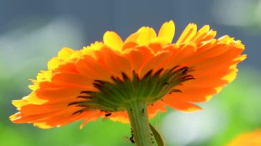 Arka ışıklandırmada yakın plan Calendula çiçeği