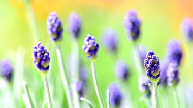 Lavanta, yumuşak yaz esintisinde çiçekler yeşil bulanık arka planda