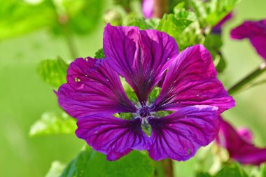 mallow, tıbbi bitki çiçeği 
