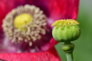 Yazın Almanya 'da bir bahçede kapsüllü afyon haşhaşı, arka plan çiçeği bulanıklaştı