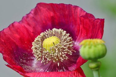 Yazın Almanya 'da bir bahçede çiçekli afyon gelinciği, ön kapsül bulanıklaştı