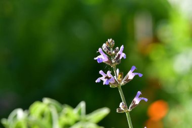 adaçayı, çiçekli şifalı bitki