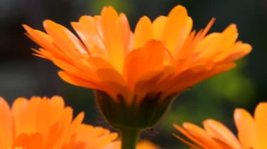 Kadife çiçeği, yaz esintisinde çiçekli şifalı bitki