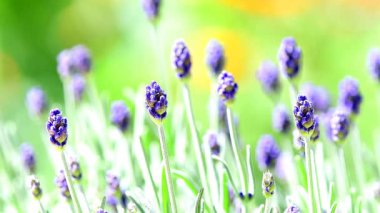 Lavanta, yaz rüzgarında çiçekler ve bulanık bir arka plan.