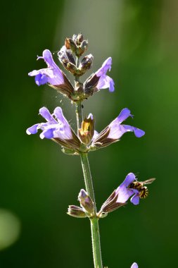 Bal arısı ile adaçayı çiçeği