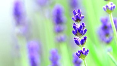 Yumuşak rüzgarda lavanta çiçeklerinin bulanık arka planına sahip lavanta çiçeği