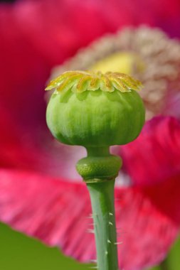 Yazın Almanya 'da bir bahçede kapsüllü afyon haşhaşı, arka plan çiçeği bulanıklaştı