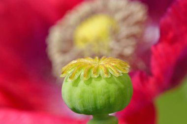 Yazın Almanya 'da bir bahçede kapsüllü afyon haşhaşı, arka plan çiçeği bulanıklaştı