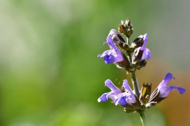 Almanya 'da yaz mevsiminde yeşil bulanık arka planda adaçayı çiçekleri
