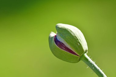 Yazın Almanya 'da bir bahçede kapsüllü afyon haşhaş çiçeği